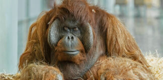 (C) Daniel Zupanc: Das Orang-Utan Männchen lebte seit 1991 im Tiergarten Schönbrunn.