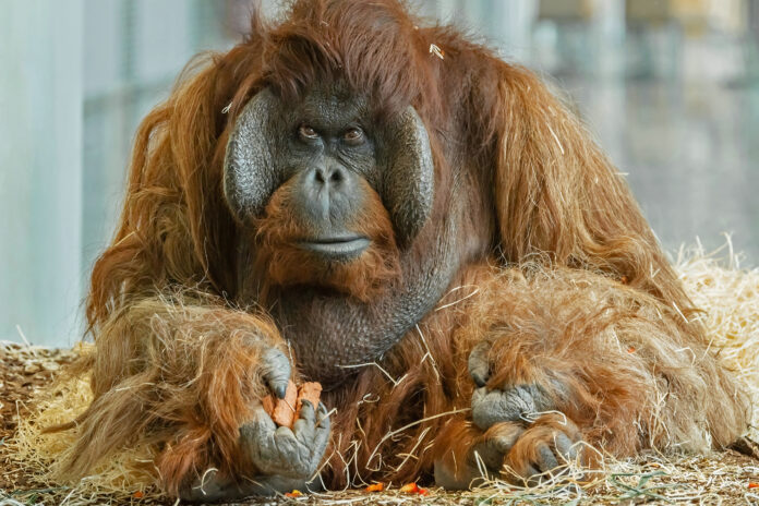 (C) Daniel Zupanc: Das Orang-Utan Männchen lebte seit 1991 im Tiergarten Schönbrunn.