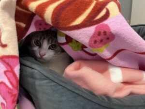 (C) TierQuarTier Wien: Die trächtigen Katzen befinden sich derzeit in einer Pflegestelle.