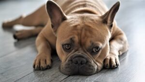 (C) Pixabay: Französische Bulldoggen und Möpse leiden oft an dem Gendefekt Brachycephalie.