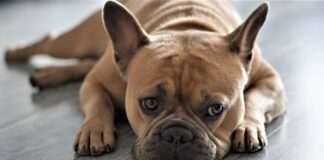 (C) Pixabay: Französische Bulldoggen und Möpse leiden oft an dem Gendefekt Brachycephalie.