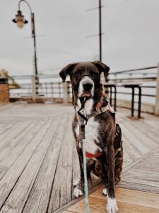 (C) unsplash: Bei unsachgemäßem Gebrauch kann die Maulschlaufe schnell zur Lebensgefahr werden.