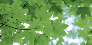 (C) Istock by Getty Images: Die Piaristengasse wird „aufgeforstet“. Elf Bäume sorgen künftig für Schatten und verbessern das lokale Mikroklima im Grätzel.