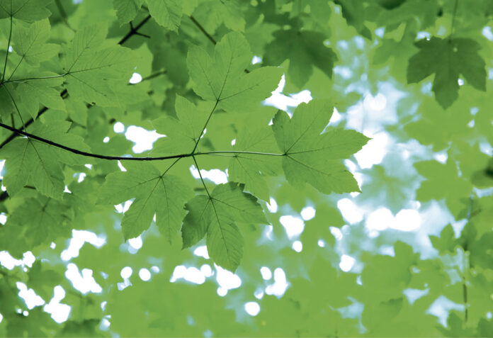(C) Istock by Getty Images: Die Piaristengasse wird „aufgeforstet“. Elf Bäume sorgen künftig für Schatten und verbessern das lokale Mikroklima im Grätzel.