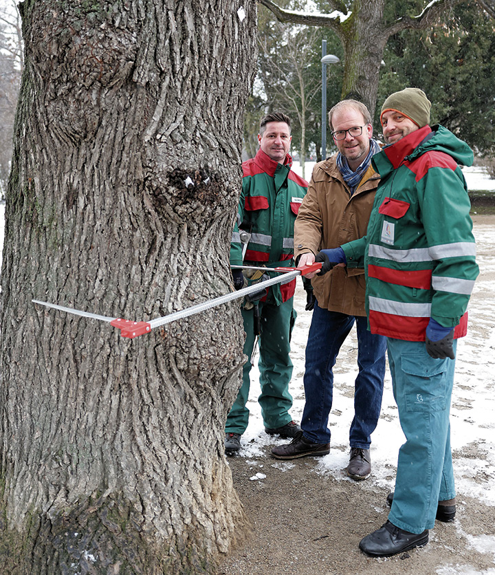 Baumkontrolle im 15ten: Sicherheit geht vor!