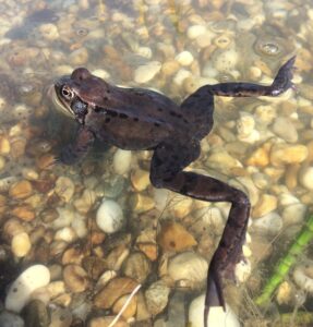 Mit Frühlingsbeginn gehen Kröten und Frösche auf Wanderschaft (Bild: Margit Peter / Stadt Wien Umweltschutz).