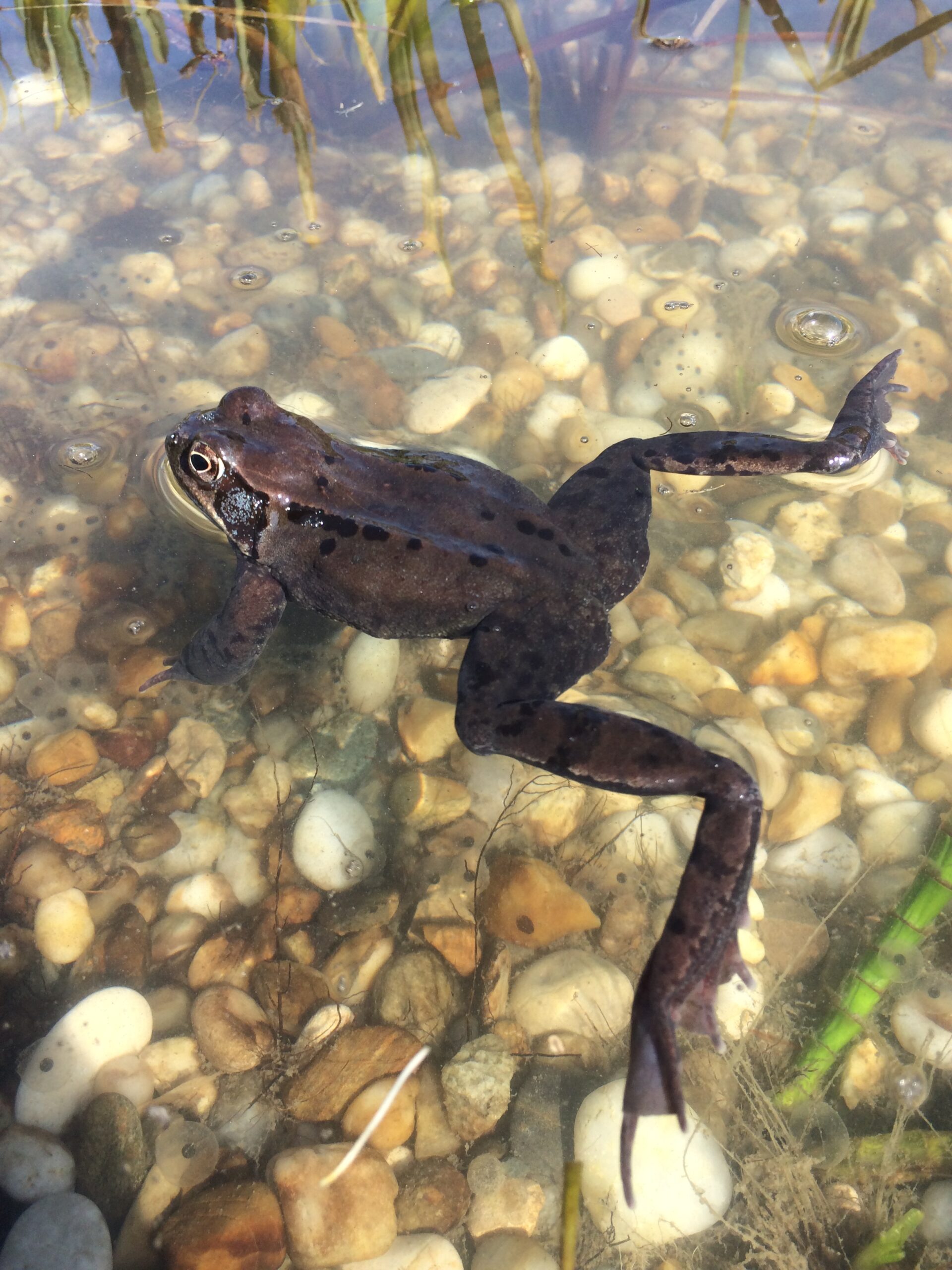 Frühlingserwachen: Frosch und Co auf Wanderschaft