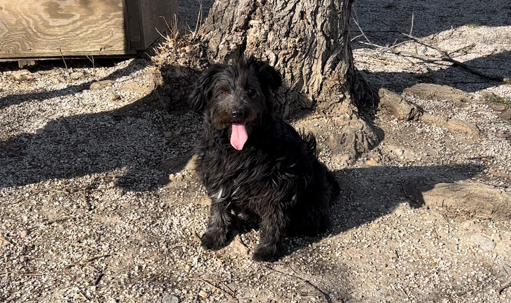 Notfellchen-Mittwoch: Molly sucht erfahrenen Besitzer