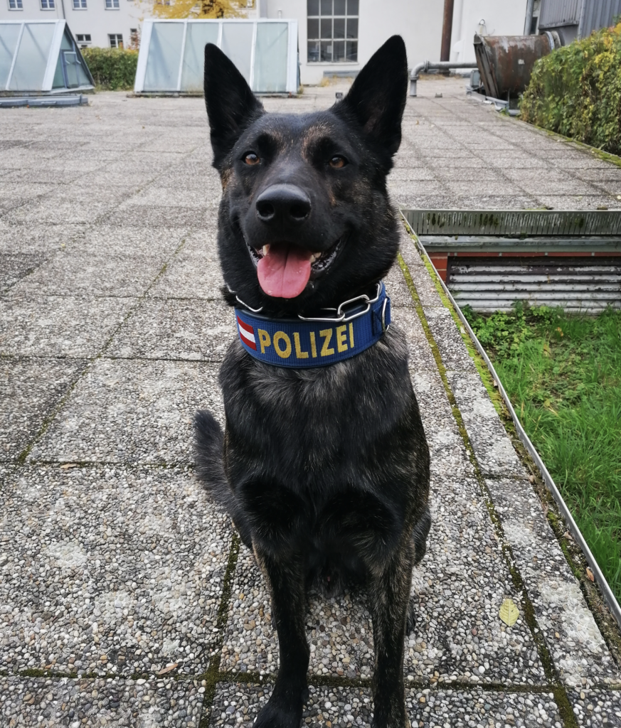 Police Dog Catches Burglar In Penzing Vienna District Gazette