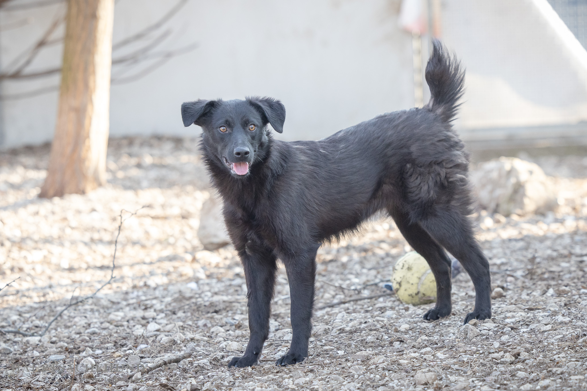 Notfellchen-Mittwoch: Cioara sucht neues Zuhause