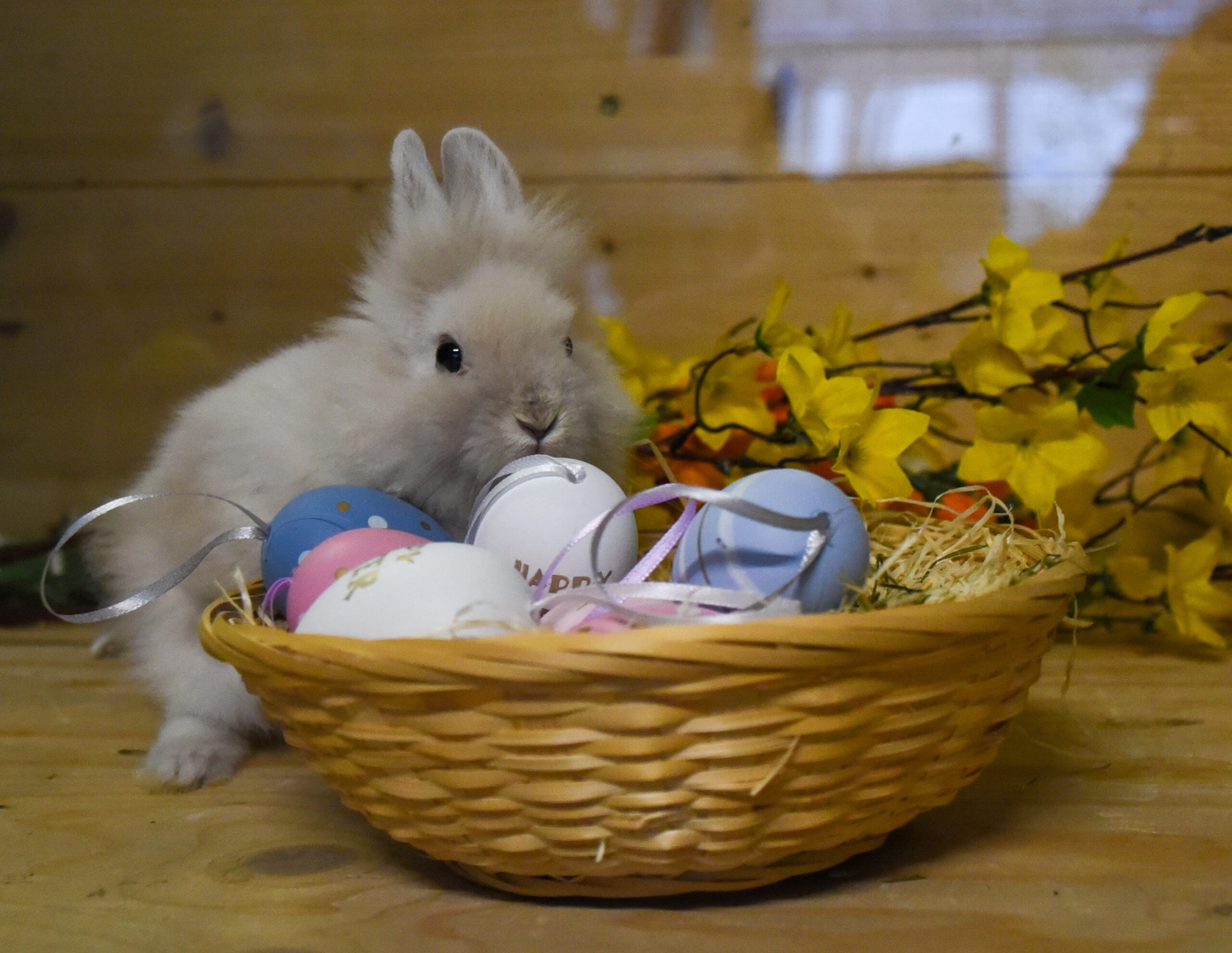 Osterkörbchen-Aktion: Tierschutzhaus sucht Spender