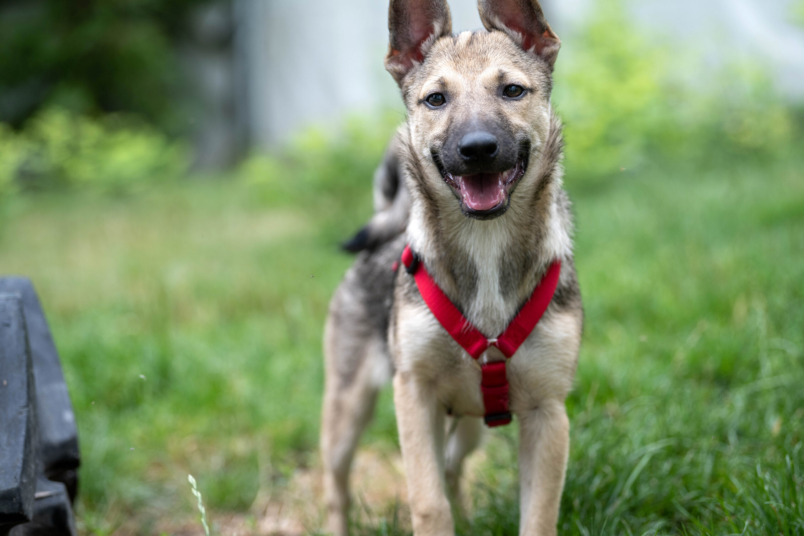 Kinderbuch: Das Leben der Tierschutzhaus-Hunde