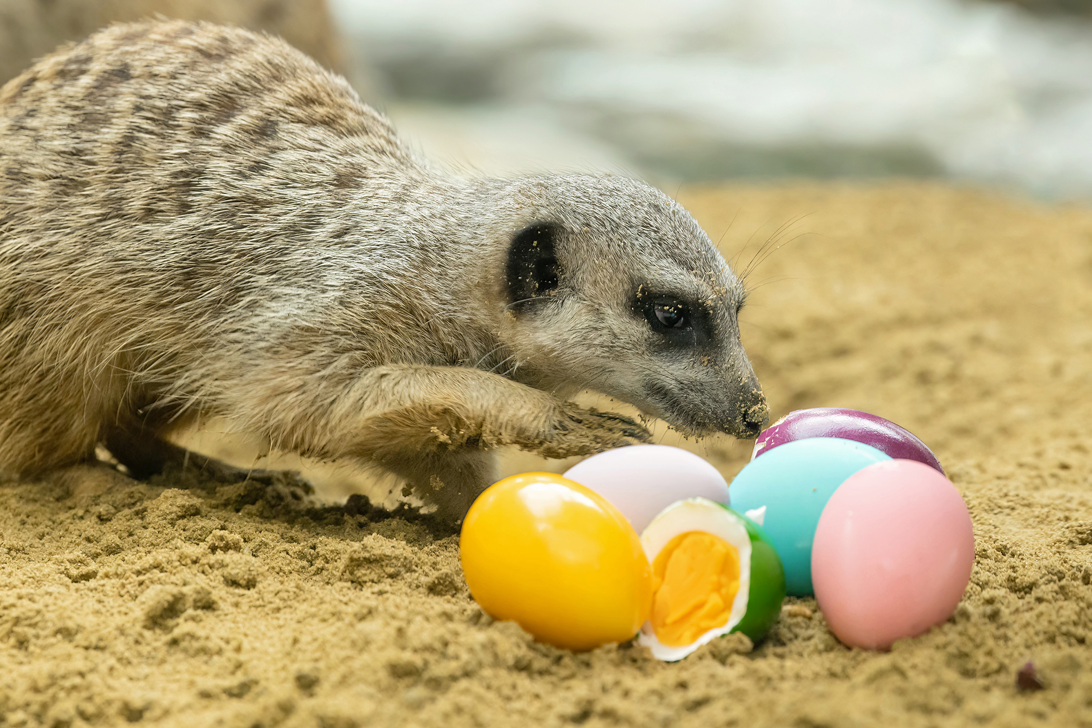 Tierisches Osterfest in Schönbrunn