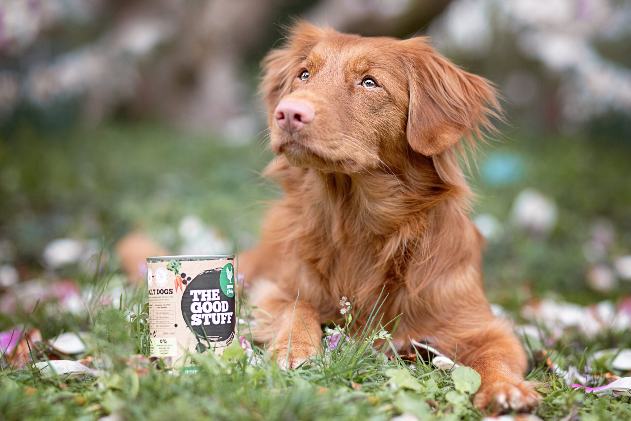 Mit THE GOODSTUFF fit und getreidefrei in den Frühling