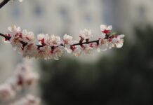 (C) Pixabay: Die Marillenblüte in der Wachau verzaubert jedes Jahr aufs Neue.
