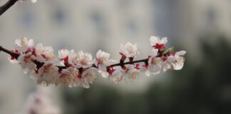 (C) Pixabay: Die Marillenblüte in der Wachau verzaubert jedes Jahr aufs Neue.