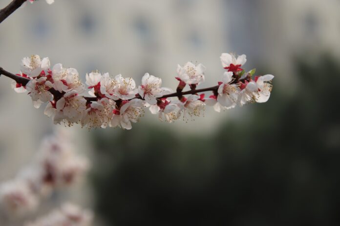 (C) Pixabay: Die Marillenblüte in der Wachau verzaubert jedes Jahr aufs Neue.