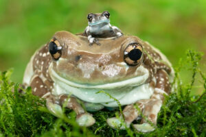 (C) Daniel Zupanc: Ein Erwachsener Baumhöhlen-Krötenlaubfrosch mit einem Jungtier.