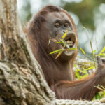 fb_orang_utan_22032023_tgs_zupanc_02