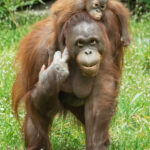 fb_orang_utan_22032023_tgs_zupanc_03_1