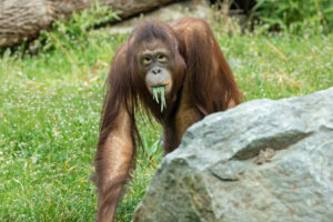 (C) Daniel Zupanc: Für die Orang-Utans im Tiergarten Schönbrunn ist der Frühling ein wahrer Genuss.