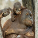 fb_orang_utan_22032023_tgs_zupanc_08