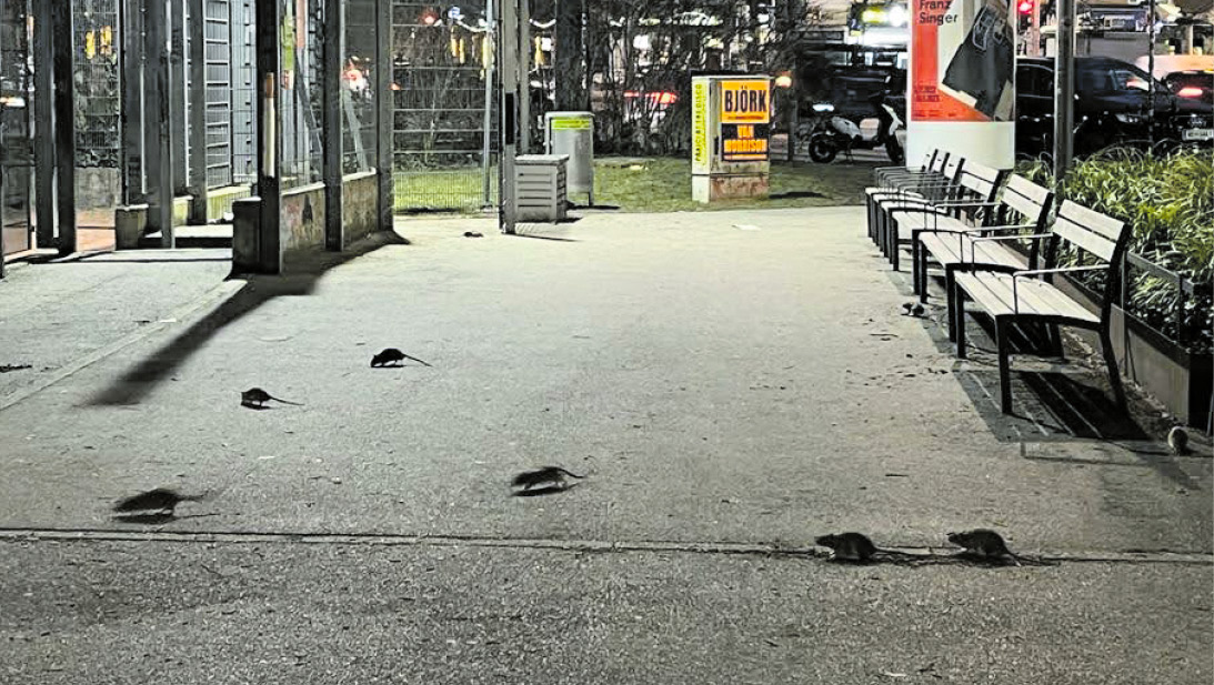 Urban-Loritz-Platz: Ratten vorerst weg