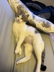 (C) TierQuarTier Wien: In diesem Jahr ist Katze Minou bereits die achte trächtige Katze, die in Wien ausgesetzt wurde.