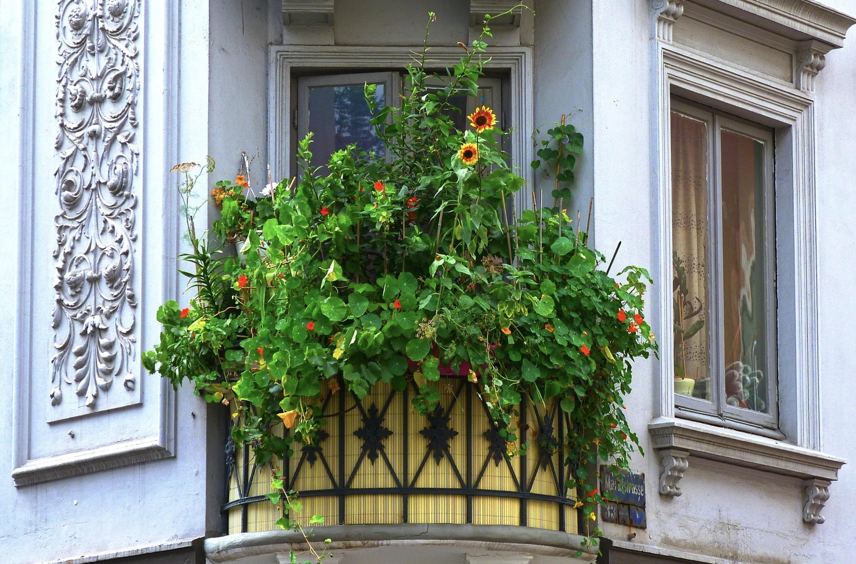 Das sind heuer die beliebtesten Pflanzen