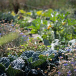 Friedhfe Wien: Urban Gardening auf freien Gro§flchen