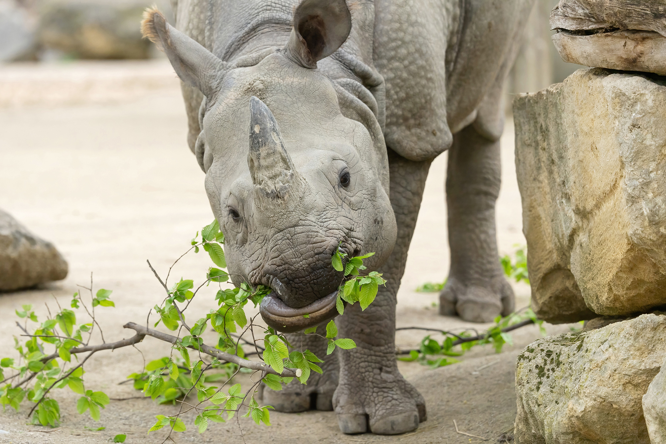 Jetzt steht der Wienerwald im Tiergarten am  Speiseplan