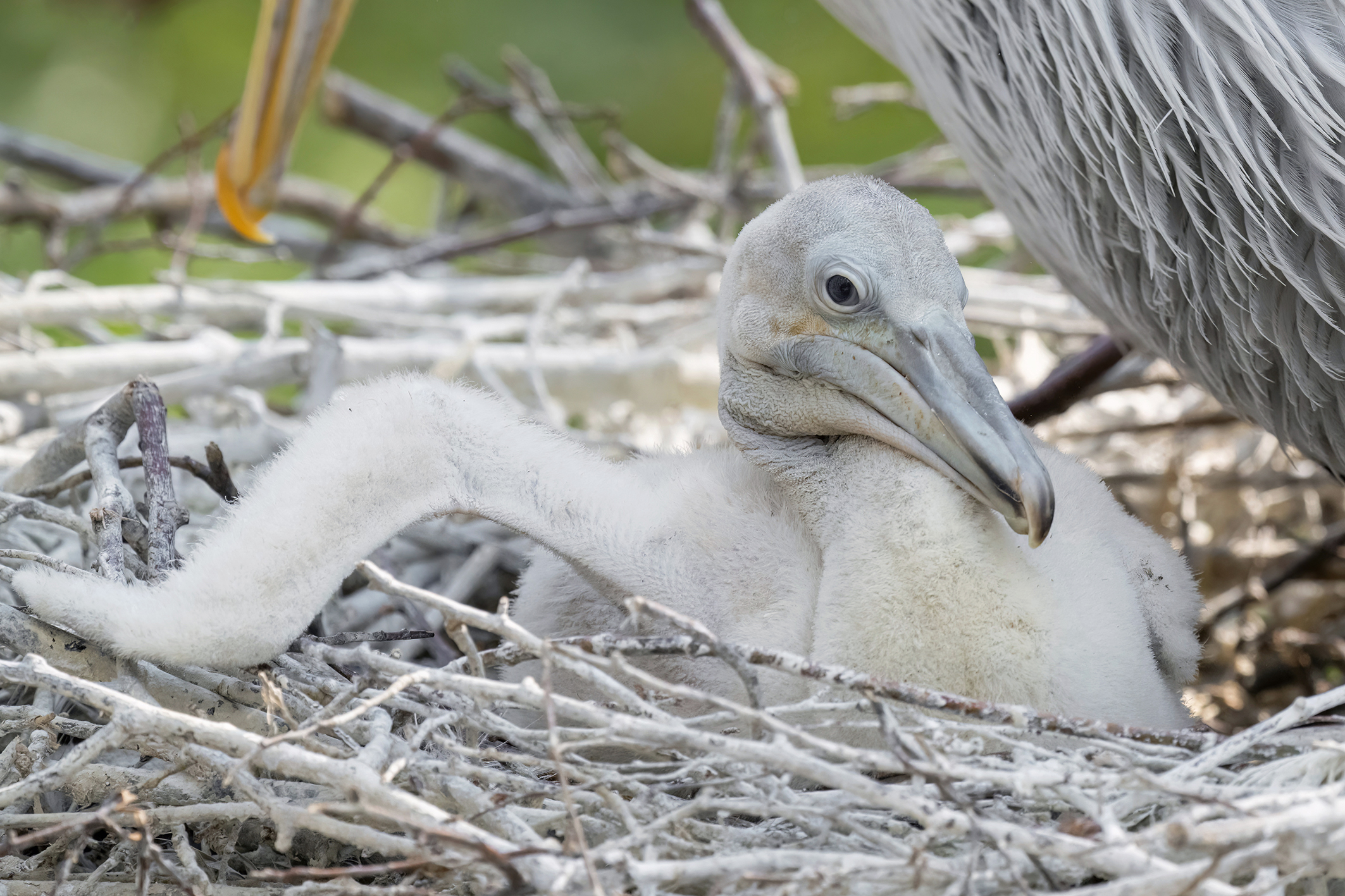 Glatzköpfiger Kükenalarm im Tiergarten Schönbrunn