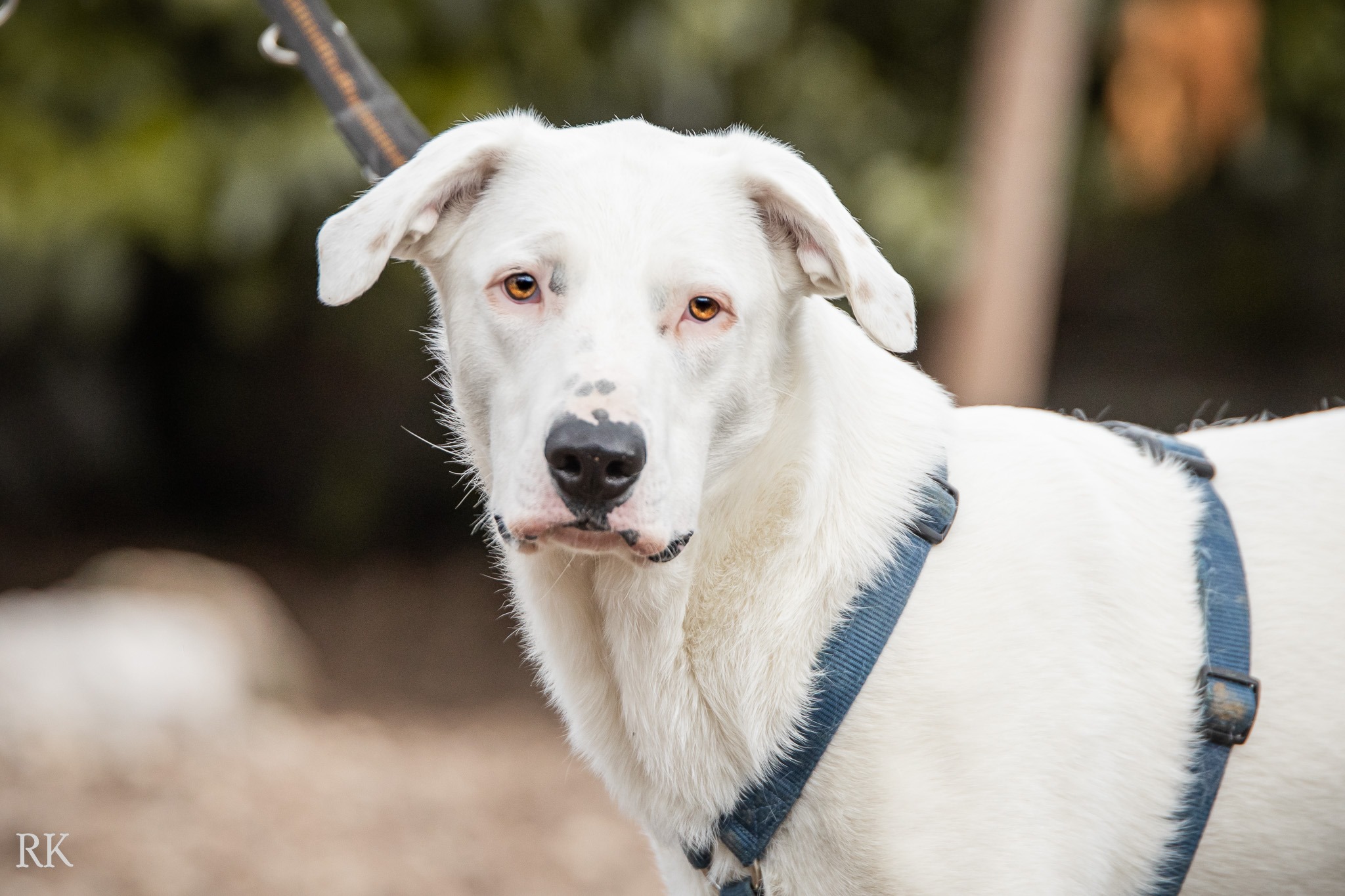 Notfellchen-Mittwoch: Snowy sucht neues Zuhause