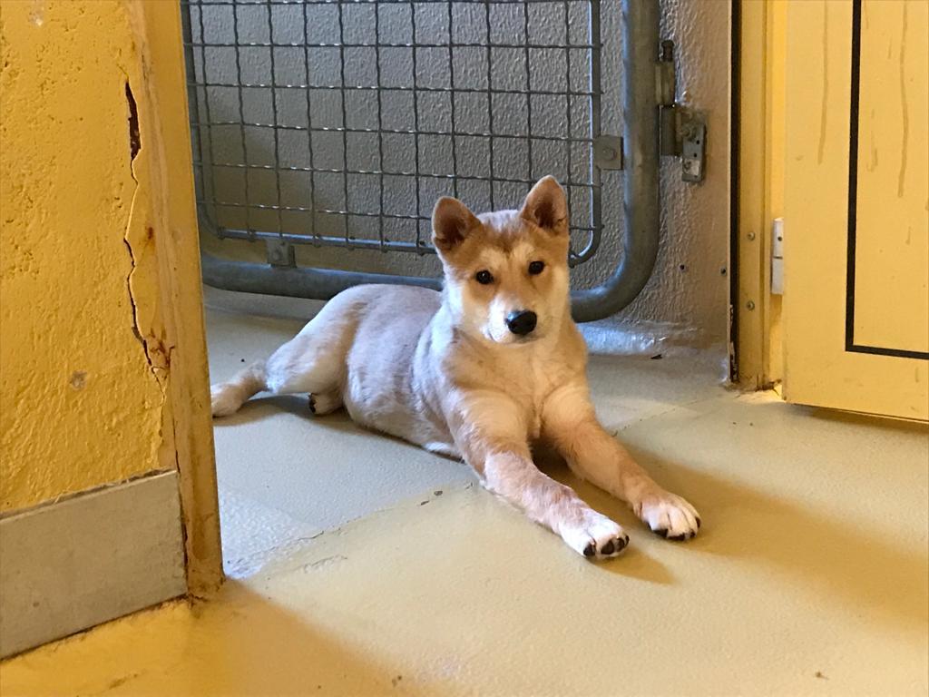 Notfellchen-Mittwoch: Keks sucht ein neues Zuhause