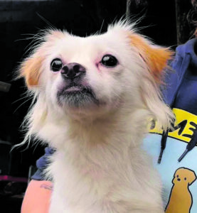 (C) Pfotenhilfe: "Ena" wurde von der Pfotenhilfe wieder aufgepäppelt.