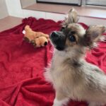 Chihuahua-Mischling Britney erholt sich im TierQuarTier.