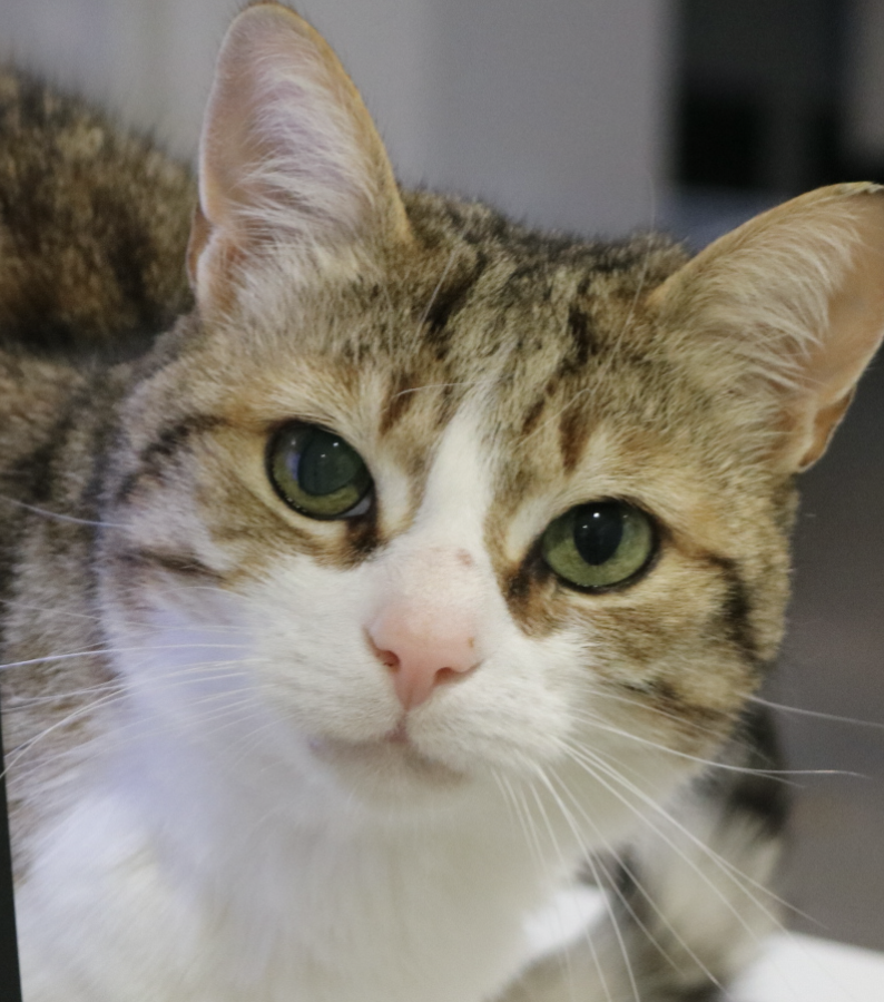 Hilfe! Praxis-Kater aus Hietzing wird gesucht