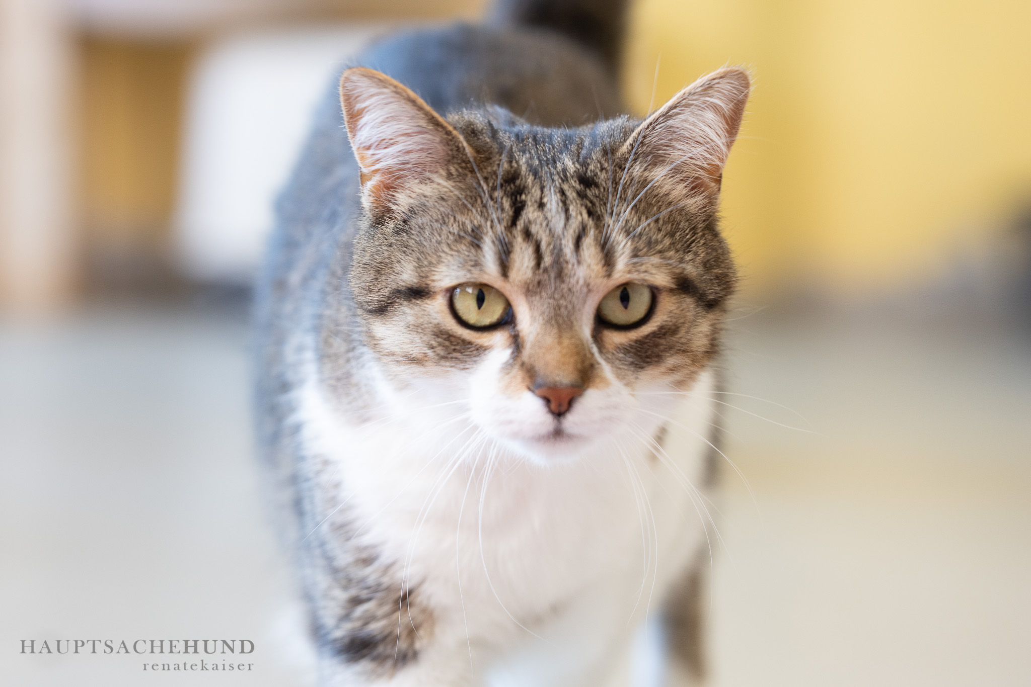 Notfellchen-Mittwoch: Figaro sucht neuen Besitzer