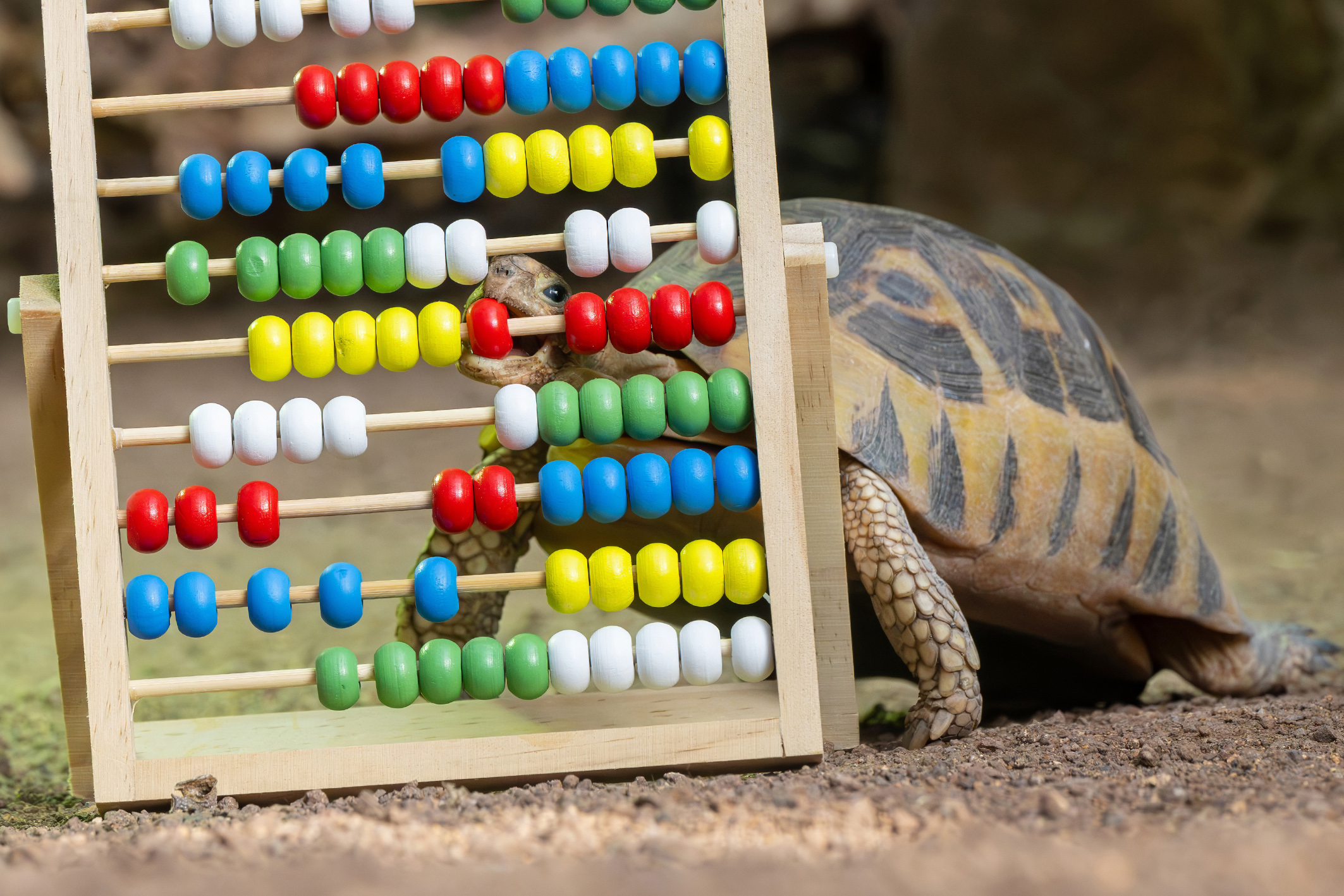 Tiergarten Schönbrunn: 1, 2, 3, 4,… wieviele Tiere leben denn hier?