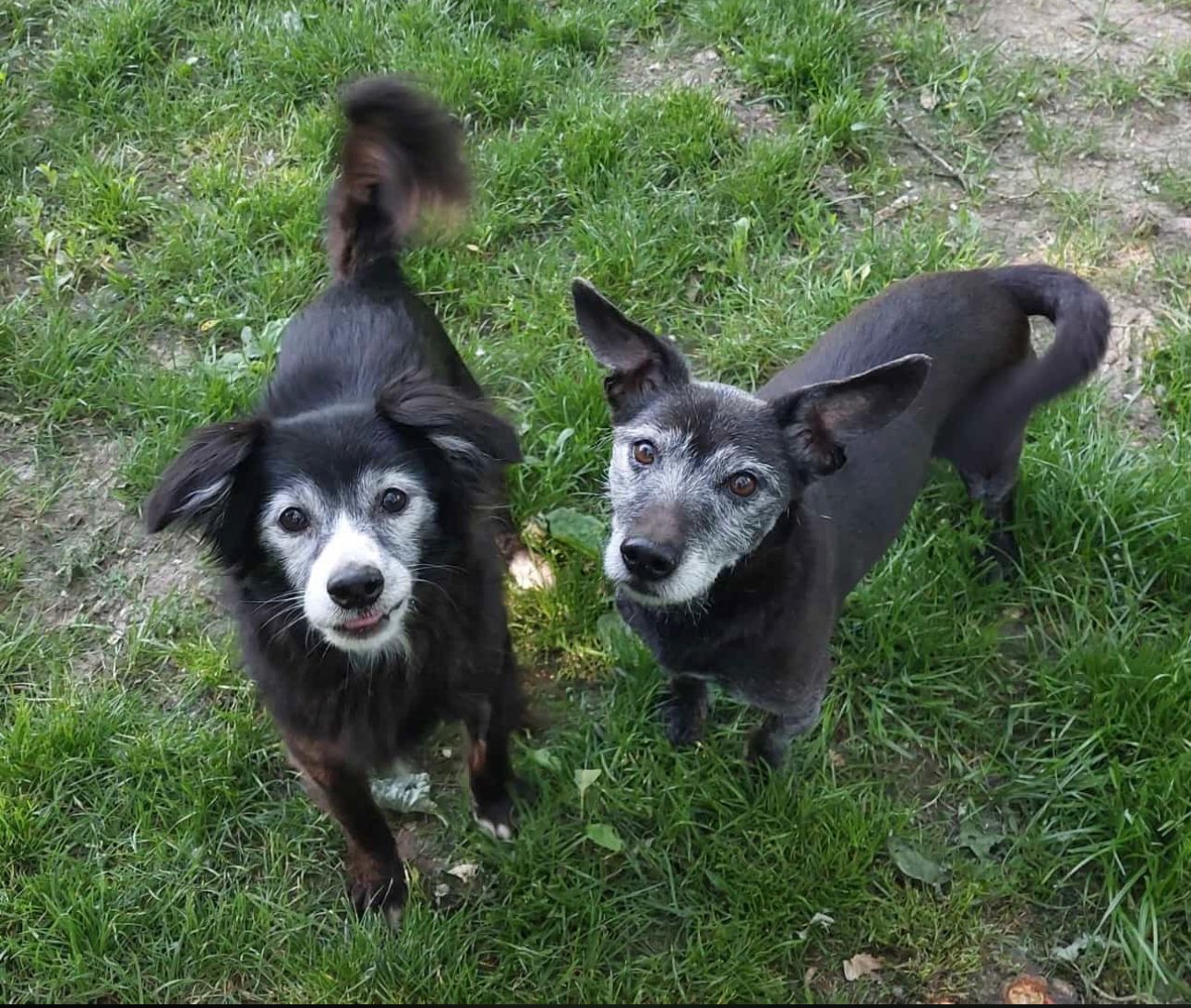 Notfellchen-Mittwoch: Moritz und Wuschl