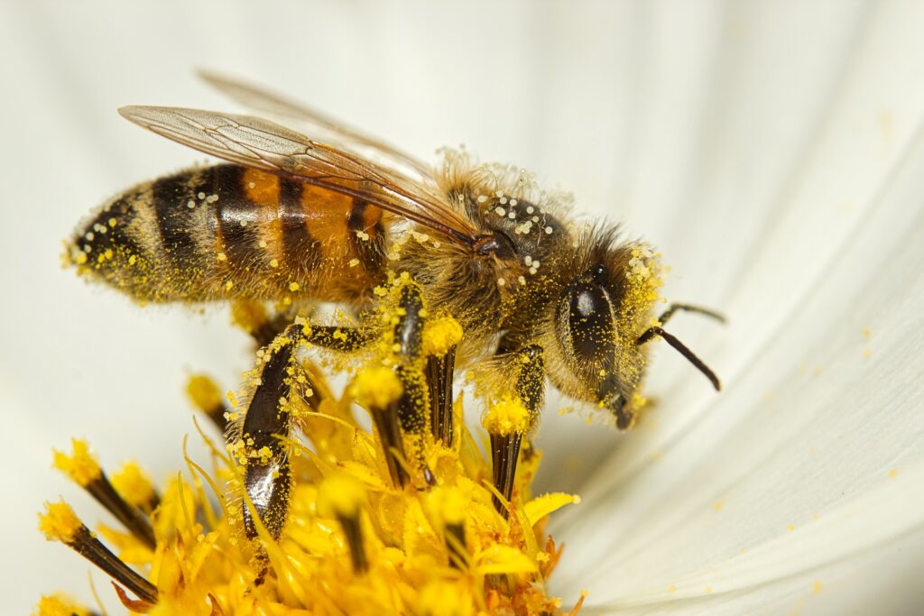 Bienen sind sehr nützlich (© Pixabay).