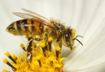 Biene in einer Blumenblüte