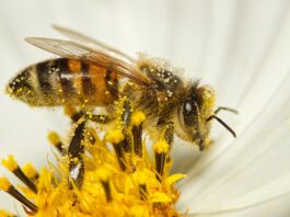 Biene in einer Blumenblüte