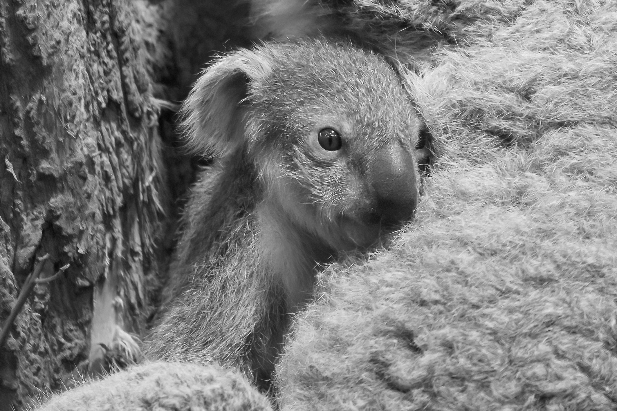 Trauer im Tiergarten um Koala-Jungtier “Aruma”