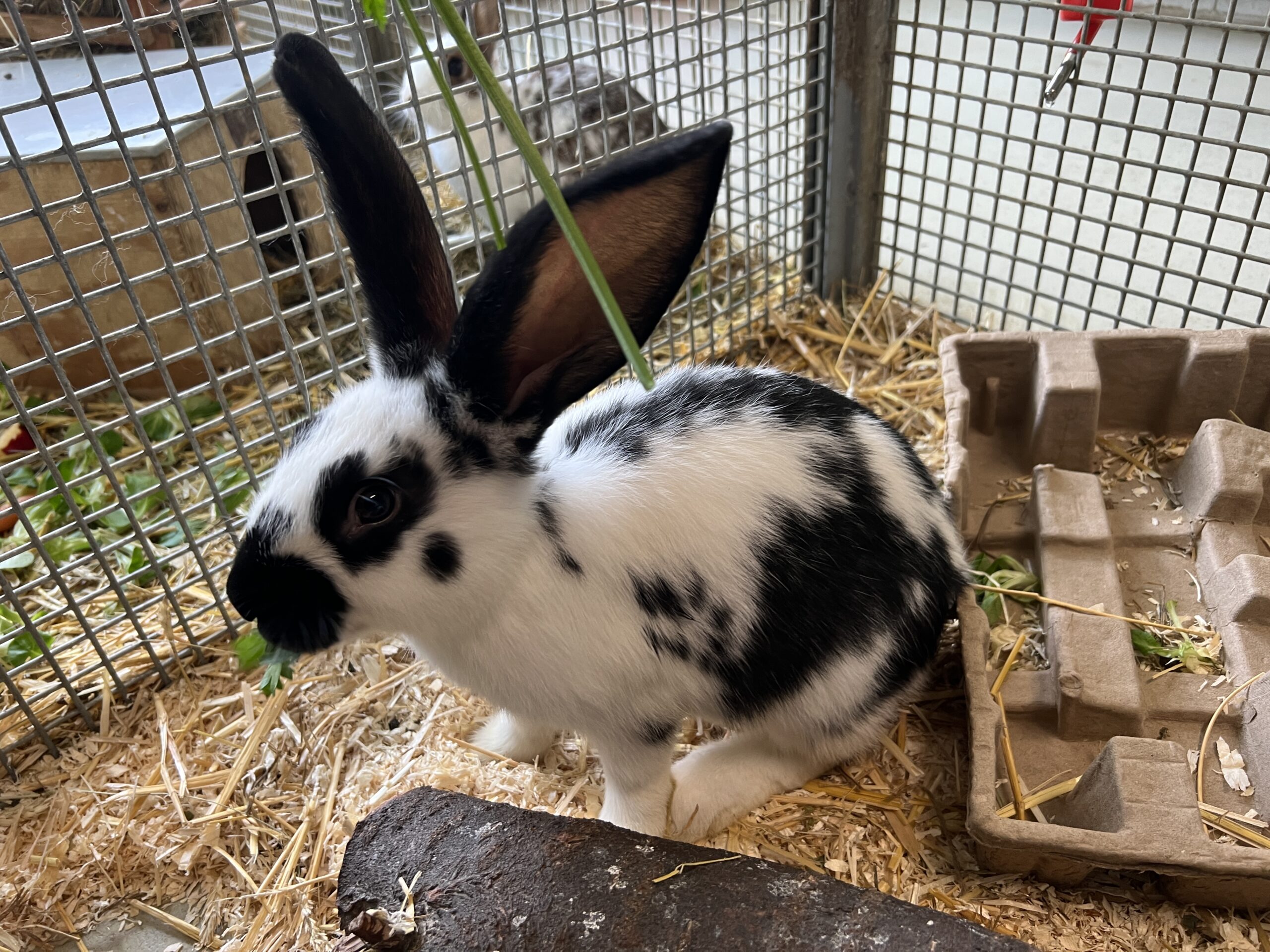 Notfellchen-Mittwoch: Wanda sucht neues Zuhause