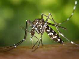 Eine Asiatische Tigermückengelse sticht in einen Arm.