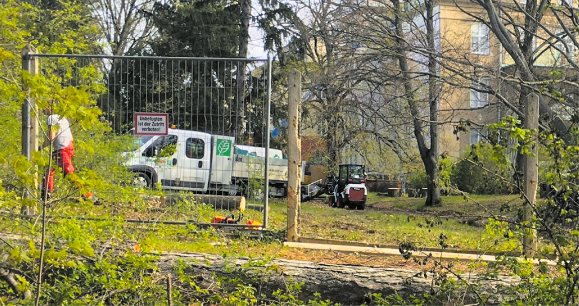 Gutachten geheim gehalten: 67 Bäume bereits gefällt