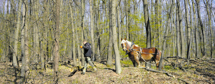 (C) Mantarliewa: Die Noriker-Pferde sind für die Forstarbeit in Lainz unerlässlich.