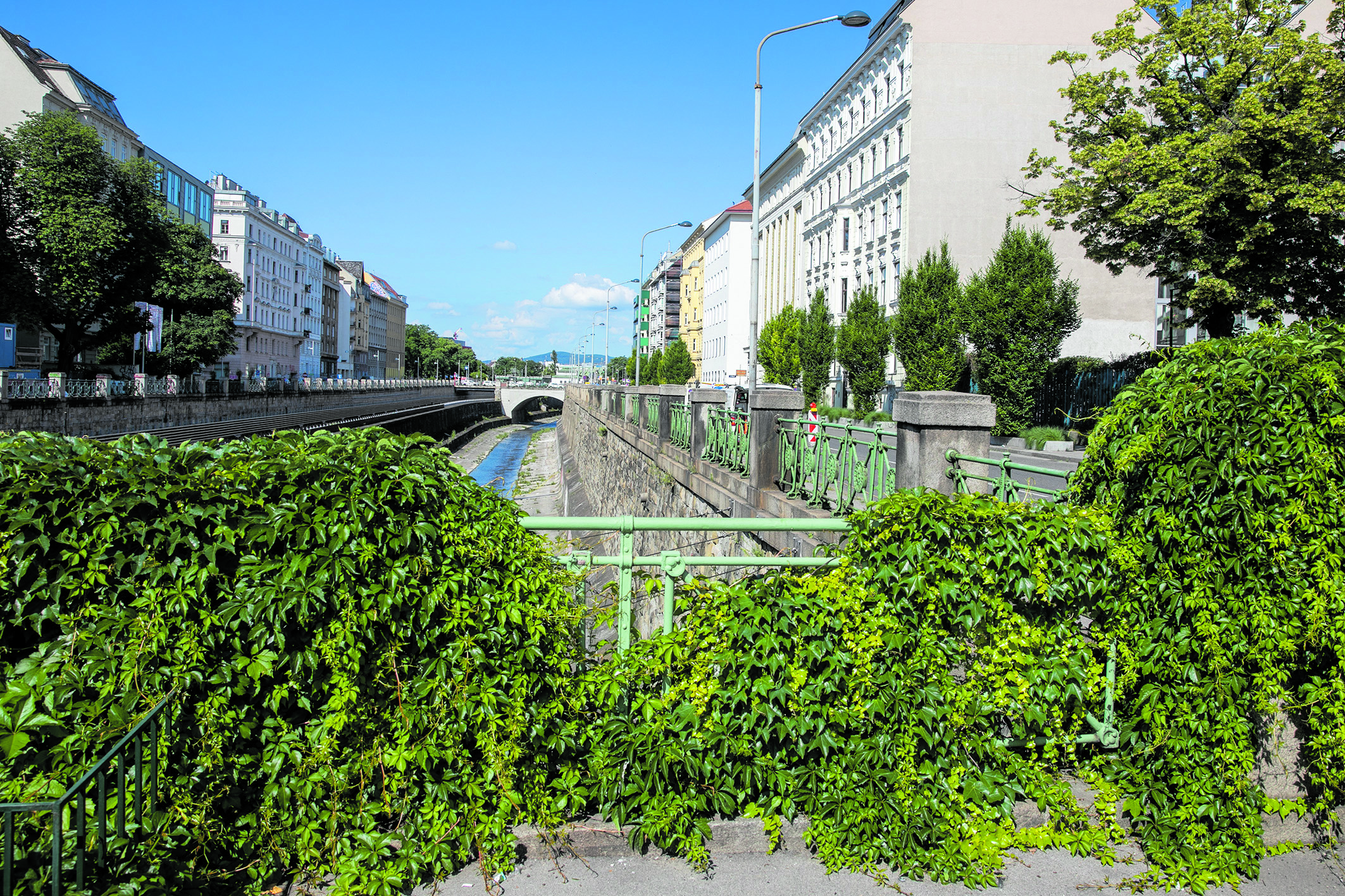 Klimaprojekt: Ein wilder Wein wächst an der Wien