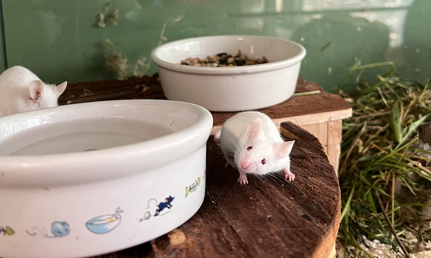 Notfellchen-Mittwoch: Micky Maus und seine Freunde